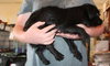 Shy -Puppy