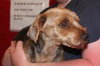 Trixie