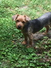 Trixie