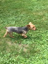 Trixie