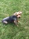 Trixie