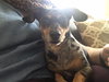 Little Doxie