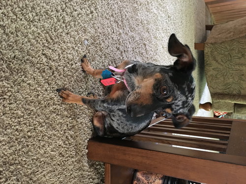 Little Doxie
