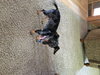 Little Doxie