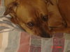 Clarice