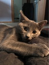 Mr. Blu
