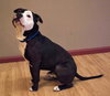 Boo-Dozer
