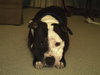 Boo-Dozer