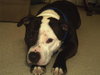 Boo-Dozer