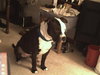 Boo-Dozer