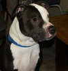 Boo-Dozer