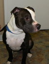Boo-Dozer