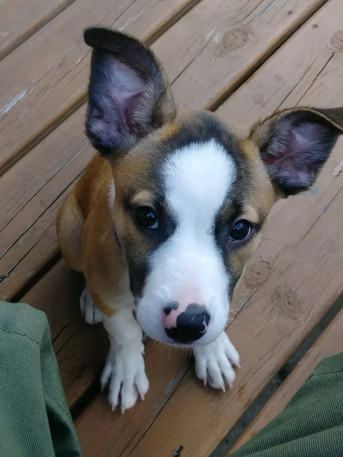 Josie