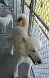 Balto