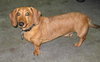 Slinky 