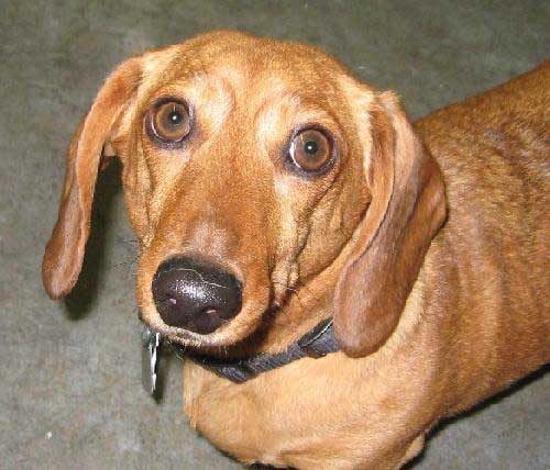 Slinky 