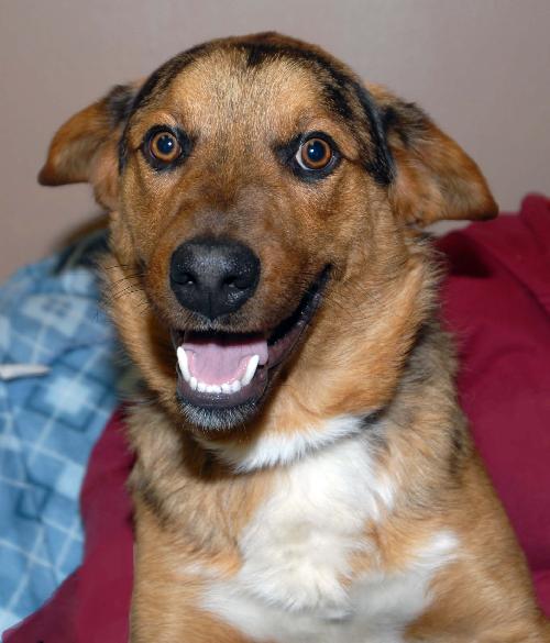 Otis