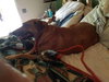 Shiloh