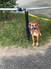 Shiloh