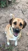 Snoops Foster Needed 7-29