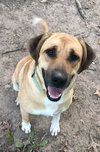 Snoops Foster Needed 7-29