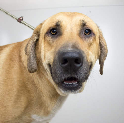 Snoops Foster Needed 7-29