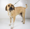 Snoops Foster Needed 7-29