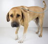Snoops Foster Needed 7-29