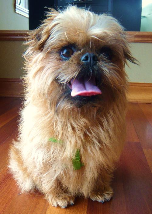 Scruffy