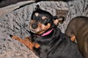 Roxie -Senior