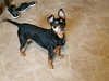 Roxie -Senior