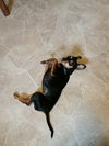 Roxie -Senior