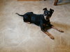 Roxie -Senior