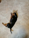 Roxie -Senior