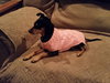 Roxie -Senior