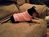 Roxie -Senior