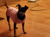 Roxie -Senior