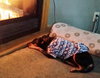 Roxie -Senior