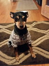 Roxie -Senior