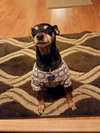 Roxie -Senior