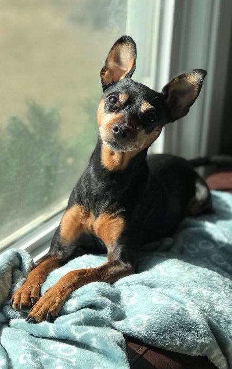 Roxie -Senior