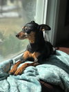 Roxie -Senior