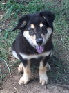 Keya Puppy