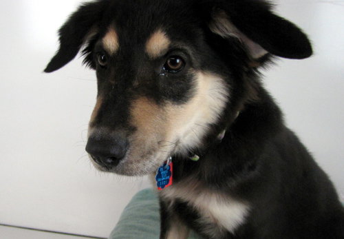 Keya Puppy