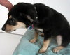Keya Puppy