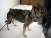 Meeka