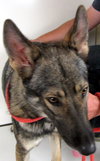 Meeka