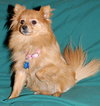 Grindle