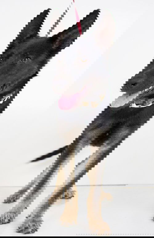 Neeko