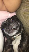 Chewy